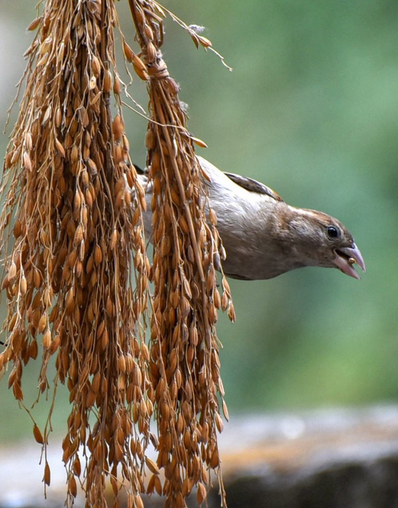 world sparrow day: ఒక‌ప్పుడు ఎక్క‌డ చూసినా ప‌క్షుల కిల‌కిల ఉండేవి.. కోయిల కుహు కుహు రాగాలు, పిచ్చుక‌ల కిచ‌కిచ‌లు వినిపించేవి. కానీ ఇప్పుడు అస‌లు చూద్దాం అన్న ప‌క్షులు క‌నిపించ‌ని ప‌రిస్థితులు. ఇప్ప‌టికే చాలా జాతుల పిట్టలు క‌నుమ‌రుగ‌య్యాయి. ఇప్పుడు పిచ్చుక‌లు కూడా అంత‌రించే ద‌శ‌కు చేరుకుంటున్నాయి. అందుకే ప్ర‌కృతి నేస్తాలైన పిచ్చుక‌ల‌ను కాపాడుకోవాల‌నే ఉద్దేశ్యంతో ప్ర‌తి ఏటా మార్చి 20న పిచ్చుక‌ల దినోత్స‌వం నిర్వ‌హిస్తున్నారు. పిచ్చుక‌ల దినోత్స‌వం సంద‌ర్భంగా గువాహ‌టిలో తీసిన పిచ్చుక ఫొటో ఇది.