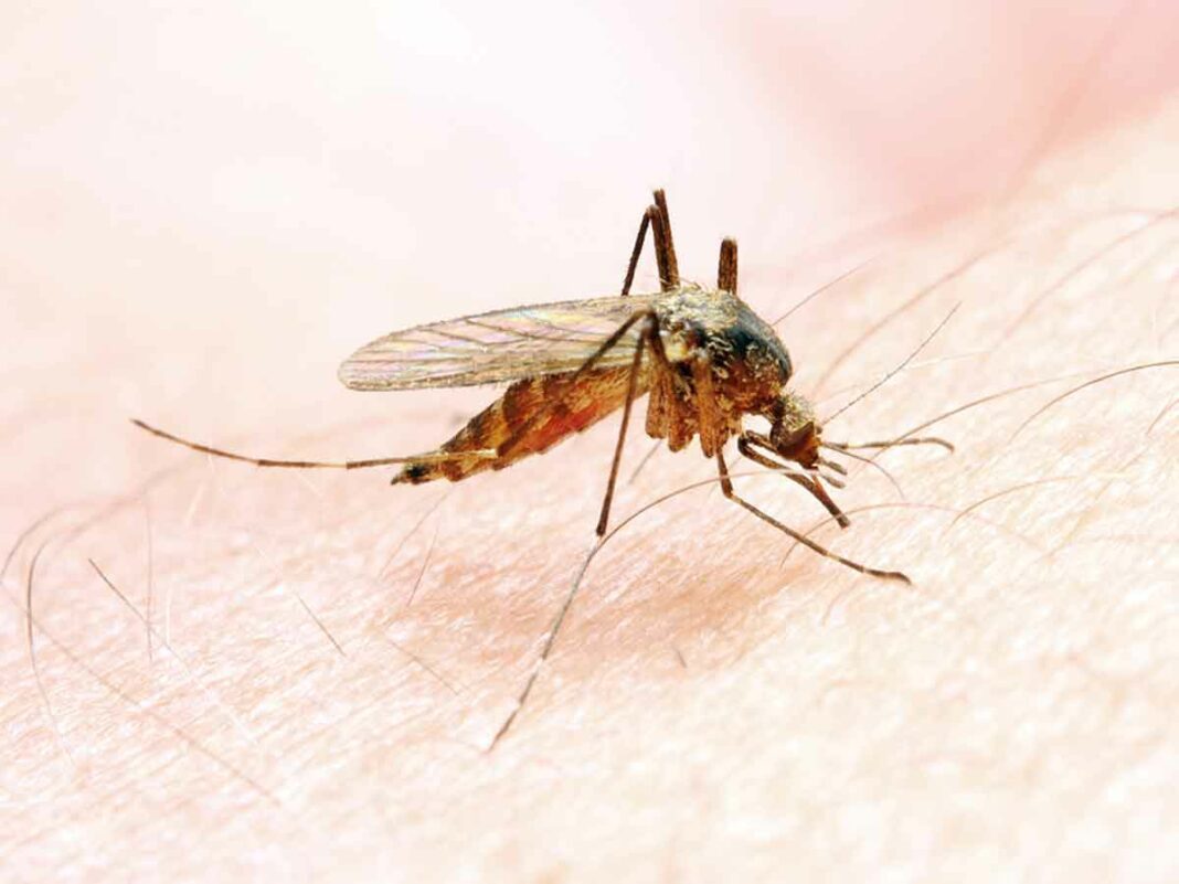 5 preventive measures against malaria image
