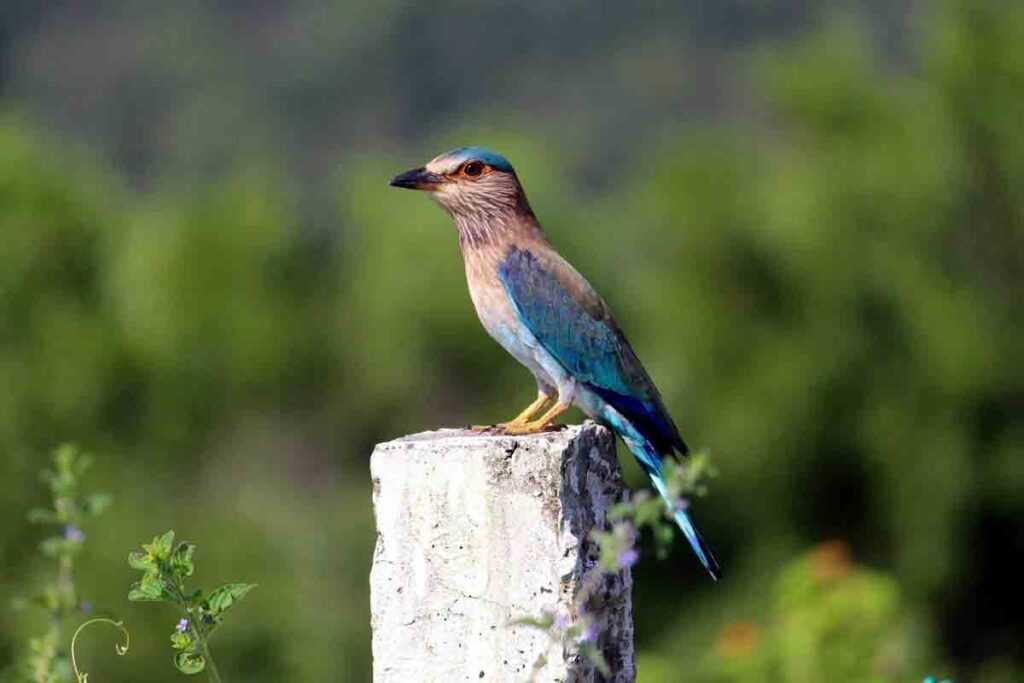  Indian roller alias palapitta | పాలపిట్ట‌ | dussehra | ద‌స‌రా | విజ‌య ద‌శ‌మి