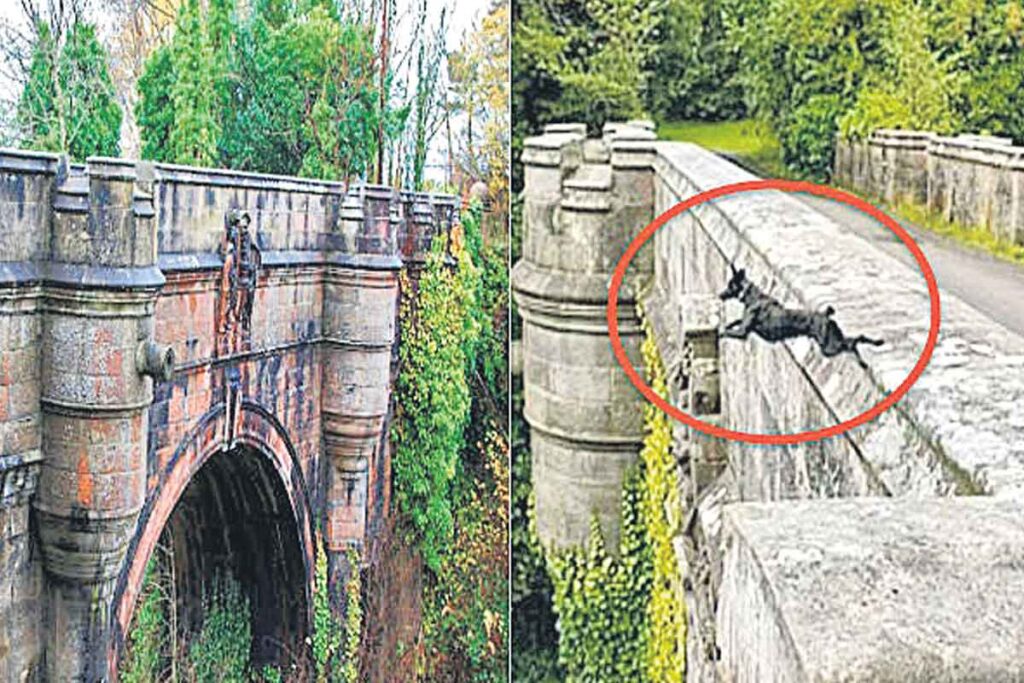 dog suicide bridge 